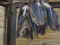 [ Zoophilia Porn DVD ] Two bats enjoying lovemaking and one masturbating